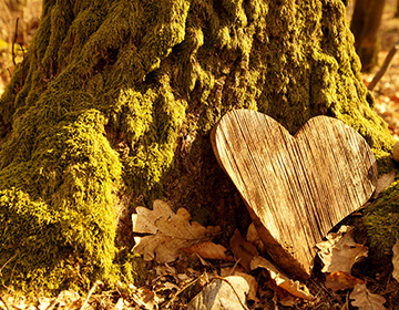 Bestattungsdienst Uhl - Herz aus Holz im Wald © ImagESine (333505249) - stock.adobe.com